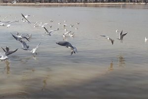 ۱۲ هزار پرنده مهاجر در لرستان سرشماری شد