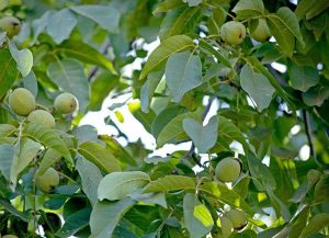 لرستان رتبه دوم تولید گردوی کشور