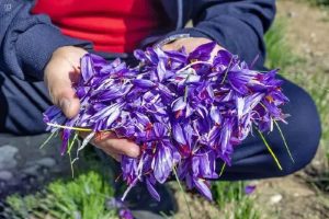 یک تُن زعفران در سلسله برداشت می‌شود