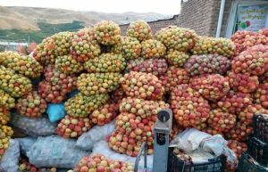 خرید ۸۰۰ تن سیب پا درختی از باغداران لرستان