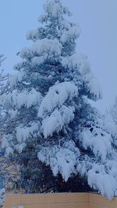 بارش ۲۰ سانتی‌متری برف در الشتر/ گردوغبار در لرستان