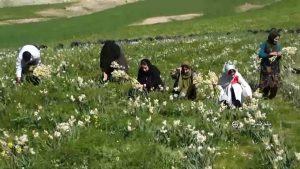 برداشت گل نرگس از