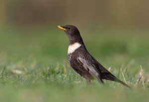 مشاهده توکای طوقی در تالاب‌های لرستان