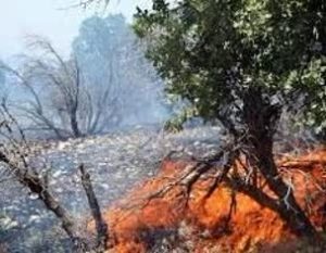 سوختن جنگل‌های بلوط سلسله لرستان در آتش نزاع دو دامدار