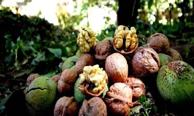 لرستان قطب  تولید گردو در کشور