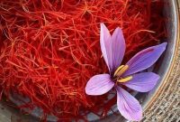 برداشت یک تن طلای سرخ در  سلسله