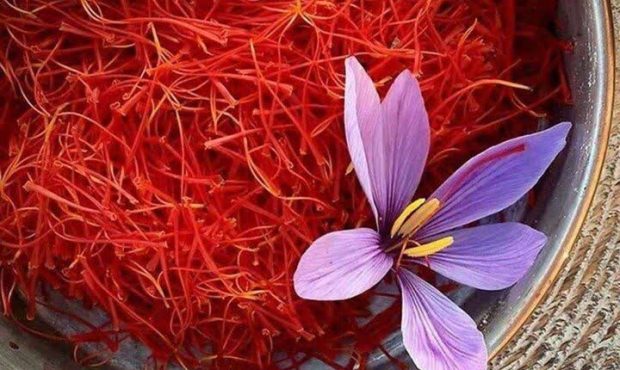 برداشت یک تن طلای سرخ در سلسله برداشت یک تن طلای سرخ در سلسله