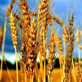 قیمت خرید تضمینی گندم ۴۹ هزار و ۵۰۰ تومان تعیین شد