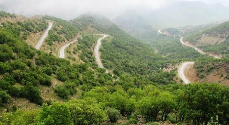  وقتی بمهار طغیان آفت جوانه‌خوار در جنگل‌های لرستان