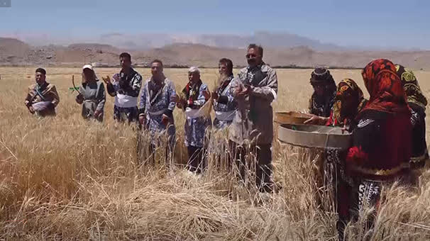 جشن آغاز برداشت گندم از مزارع لرستان